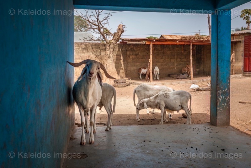 Africa;Benin;Goats;Kaleidos;Kaleidos images;La parole à l'image;Kilir;Rams;Royal Palace of Djougou;Sheep;Tarek Charara