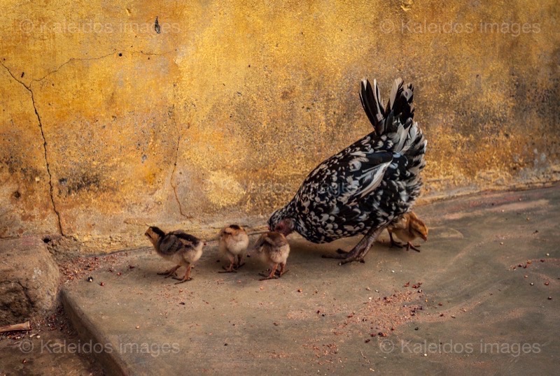 Africa;Benin;Chickens;Chicks;Gallus gallus domesticus;Hens;Kaleidos;Kaleidos images;La parole à l'image;Tarek Charara