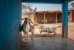 Africa;Benin;Goats;Kaleidos;Kaleidos-images;La-parole-Ã -limage;Kilir;Rams;Royal-Palace-of-Djougou;Sheep;Tarek-Charara