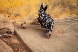 Africa;Benin;Chickens;Chicks;Gallus-gallus-domesticus;Hens;Kaleidos;Kaleidos-images;La-parole-Ã -limage;Tarek-Charara