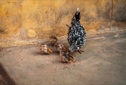 Africa;Benin;Chickens;Chicks;Gallus-gallus-domesticus;Hens;Kaleidos;Kaleidos-images;La-parole-Ã -limage;Tarek-Charara
