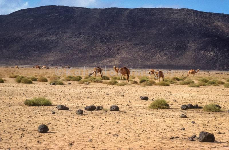 Africa;Desert;Deserts;Djibouti;Dromedaries;Dromedary;Kaleidos;Kaleidos images;Landscapes;Tarek Charara