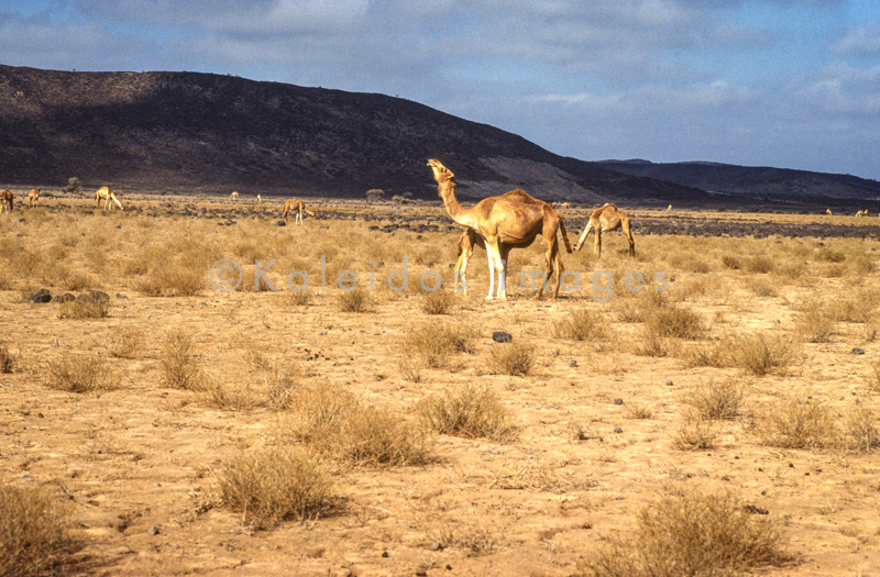 Africa;Desert;Deserts;Djibouti;Dromedaries;Dromedary;Kaleidos;Kaleidos images;Landscapes;Tarek Charara