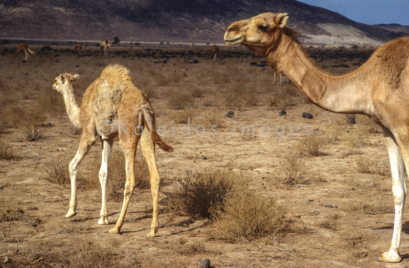 Africa;Desert;Deserts;Djibouti;Dromedaries;Dromedary;Kaleidos;Kaleidos images;Landscapes;Tarek Charara