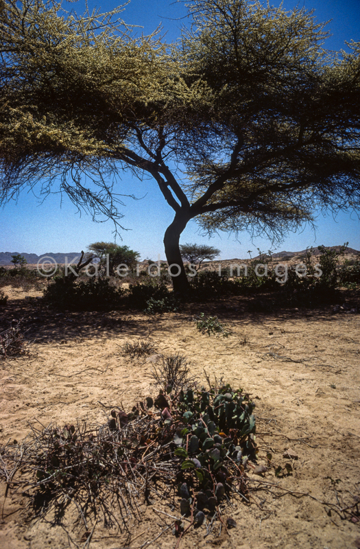 Acacia;Acacieae;Afrique;Arbres;Djibouti;Déserts;Kaleidos;Kaleidos images;Mimosoideae;Paysages;Tarek Charara