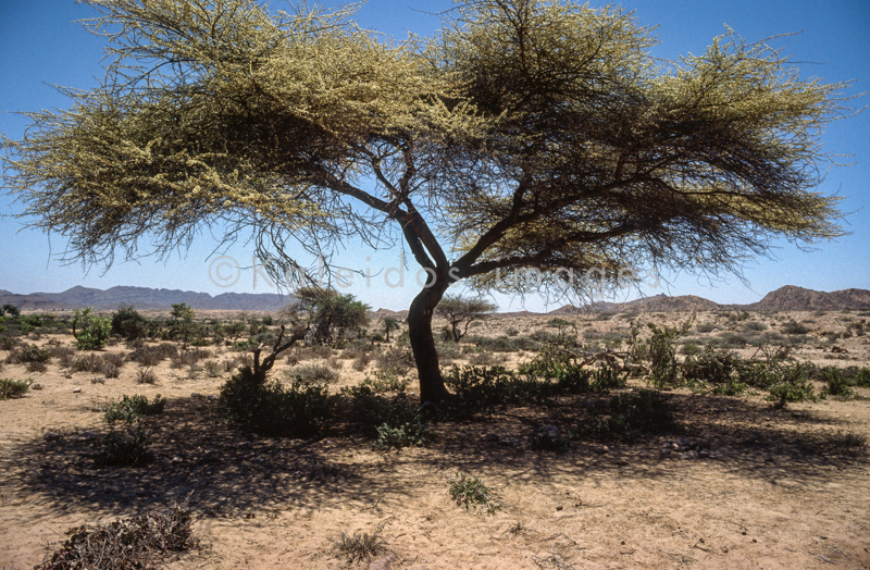 Acacia;Acacieae;Afrique;Arbres;Djibouti;Déserts;Kaleidos;Kaleidos images;Mimosoideae;Paysages;Tarek Charara