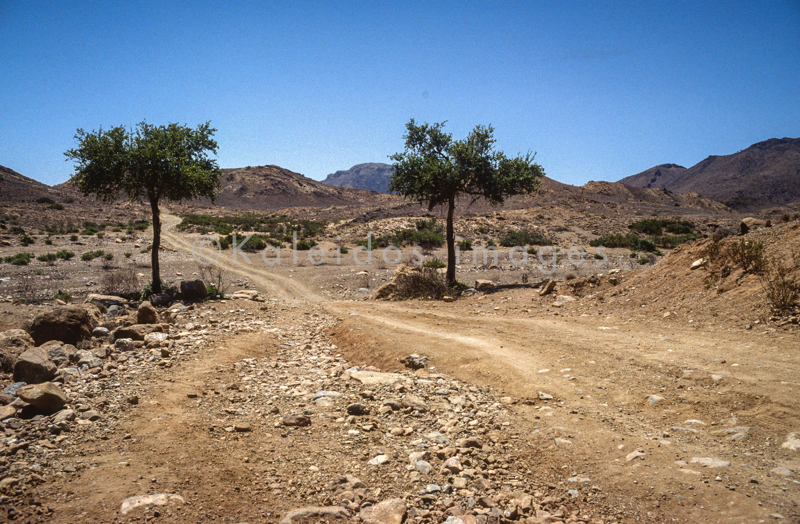 Acacia;Acacieae;Afrique;Arbres;Djibouti;Déserts;Kaleidos;Kaleidos images;Mimosoideae;Paysages;Tarek Charara