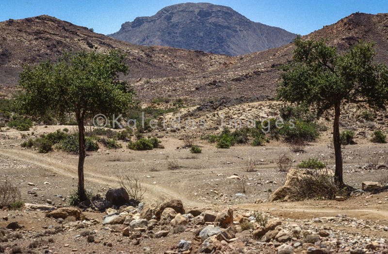 Acacia;Acacieae;Afrique;Arbres;Djibouti;Déserts;Kaleidos;Kaleidos images;Mimosoideae;Paysages;Tarek Charara