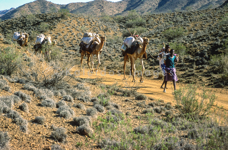 Africa;Caravans;Deserts;Djibouti;Dromedaries;Dromedary;Kaleidos;Kaleidos images;Man;Men;Tarek Charara