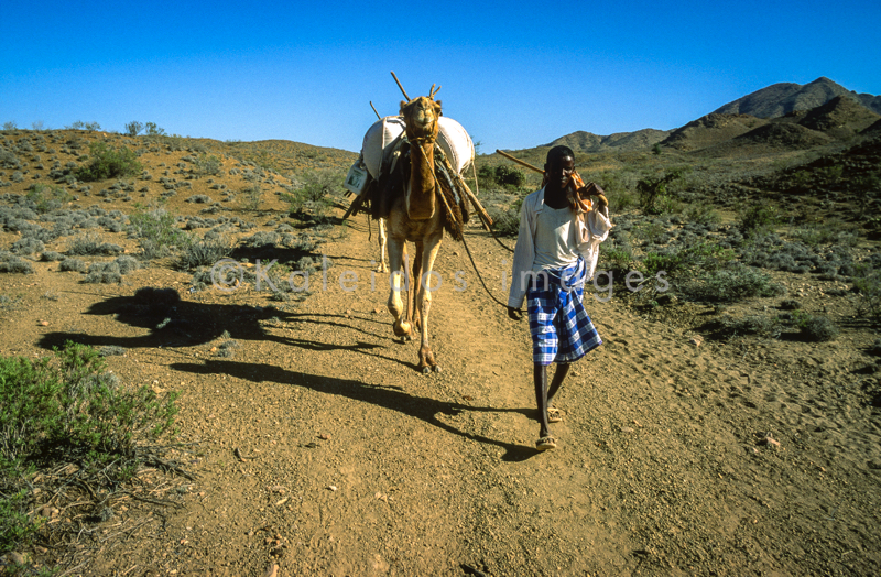 Africa;Caravans;Deserts;Djibouti;Dromedaries;Dromedary;Kaleidos;Kaleidos images;Man;Men;Tarek Charara