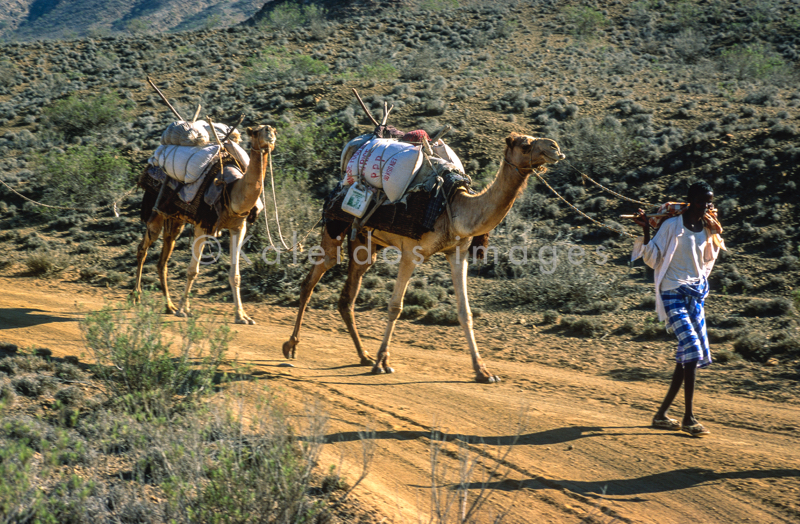 Afrique;Caravanes;Djibouti;Dromadaires;Déserts;Hommes;Kaleidos;Kaleidos images;Tarek Charara