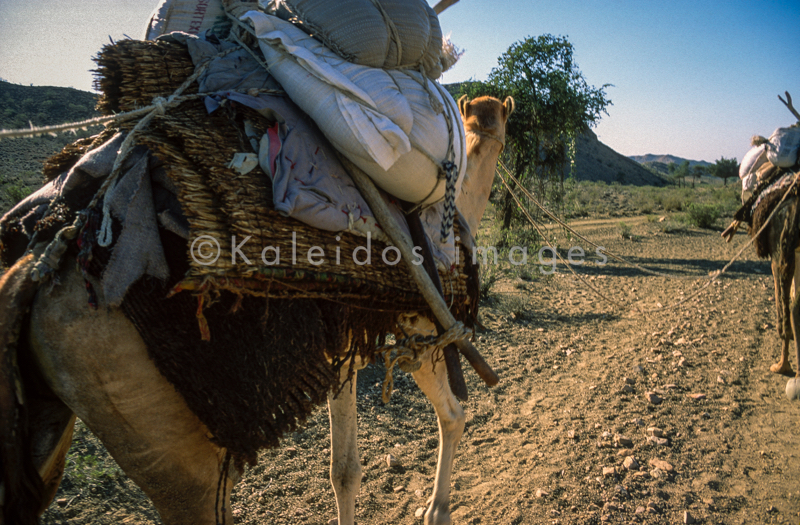 Africa;Caravans;Deserts;Djibouti;Dromedaries;Dromedary;Kaleidos;Kaleidos images;Man;Men;Tarek Charara