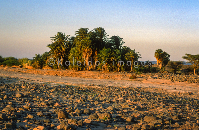 Africa;Deserts;Djibouti;Groves;Kaleidos;Kaleidos images;Landscapes;Oasis;Palm;Palm Groves;Palm Trees;Tarek Charara