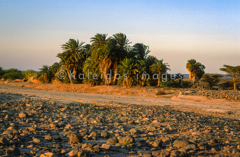 Afrique;Djibouti;Déserts;Kaleidos;Kaleidos images;Oasis;Palmiers;Palmeraies;Paysages;Tarek Charara