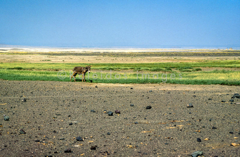 Africa;Djibouti;Donkey;Kaleidos;Kaleidos images;Lake Abbe;Lake Abhe Bad;Landscapes;Tarek Charara