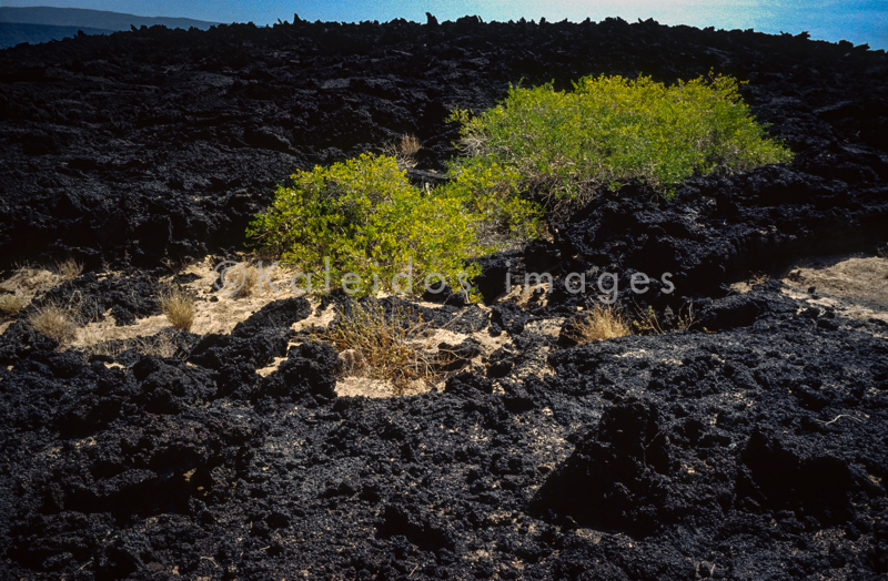 Africa;Afrique;Djibouti;Ghoubbet-el-Kharab;Ghoubet al-Kharab;Kaleidos;Kaleidos images;Landscapes;Paysages;Tarek Charara