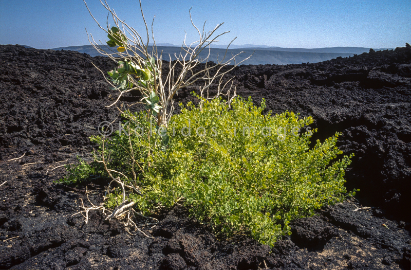 Africa;Afrique;Djibouti;Ghoubbet-el-Kharab;Ghoubet al-Kharab;Kaleidos;Kaleidos images;Landscapes;Paysages;Tarek Charara