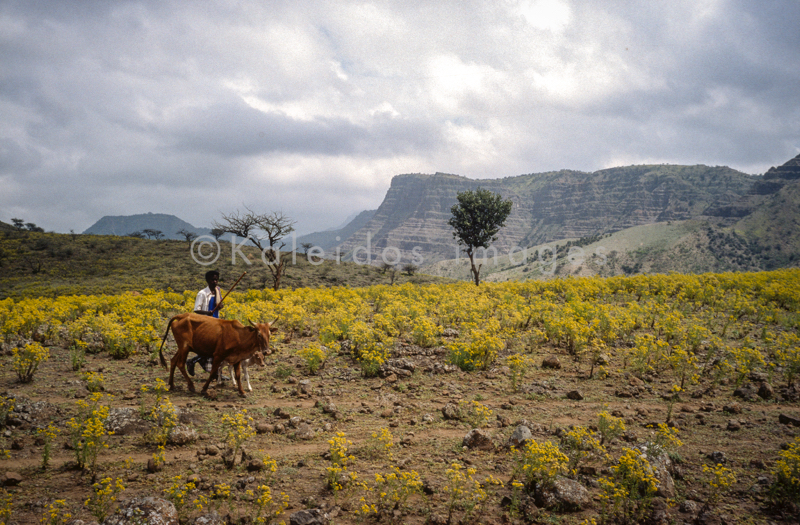 Africa;Afrique;Djibouti;Kaleidos;Kaleidos images;Landscapes;Paysages;Tarek Charara