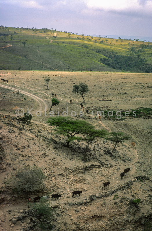 Africa;Afrique;Djibouti;Kaleidos;Kaleidos images;Landscapes;Paysages;Tarek Charara