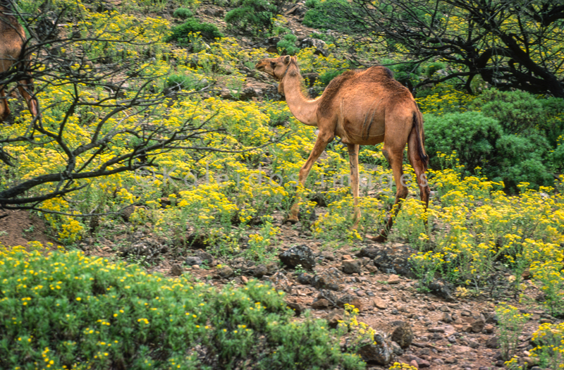 Africa;Afrique;Djibouti;Kaleidos;Kaleidos images;Tarek Charara