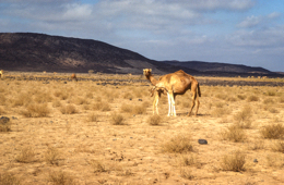 Africa;Desert;Deserts;Djibouti;Dromedaries;Dromedary;Kaleidos;Kaleidos-images;Landscapes;Tarek-Charara