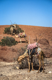 Africa;Caravans;Deserts;Djibouti;Dromedaries;Dromedary;Kaleidos;Kaleidos-images;Tarek-Charara