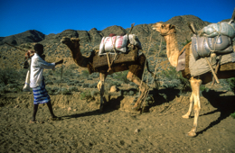 Africa;Caravans;Deserts;Djibouti;Dromedaries;Dromedary;Kaleidos;Kaleidos-images;Man;Men;Tarek-Charara