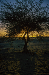 Acacia;Acacieae;Afrique;Coucher-de-soleil;Coucher-du-soleil;Crépuscule;Djibouti;Kaleidos;Kaleidos-images;Tarek-Charara