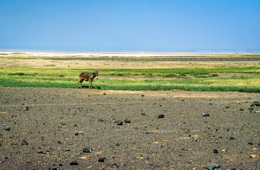 Africa;Djibouti;Donkey;Kaleidos;Kaleidos-images;Lake-Abbe;Lake-Abhe-Bad;Landscapes;Tarek-Charara