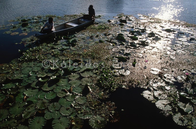 Ayahuasca,Hervé Merliac,Kaleidos images;La parole à l'image;Fishing;Fisherman;Fishermen;Lakes;Water-lilies;Water-lily