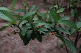 Ayahuasca,Takiwasi;Chacruna;Psychotria-viridis;Chacrona;Chaqruy;Hervé-Merliac,Kaleidos-images;La-parole-à-limage