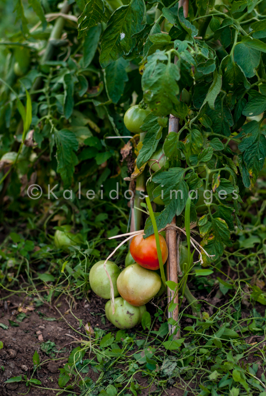Fruits;Kaleidos;Kaleidos images;Plantes;Plants;Potager;Solanum lycopersicum;Tarek Charara;Tomates;Tomatoes;Vegetable garden;garden;kitchen garden