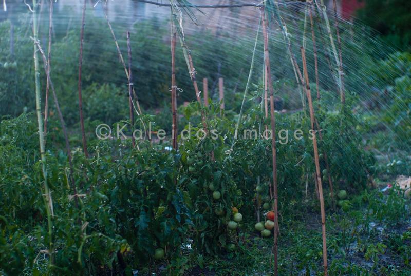 Fruits;Kaleidos;Kaleidos images;Plants;Solanum lycopersicum;Tarek Charara;Tomatoes;Vegetable garden;Water;garden;kitchen garden