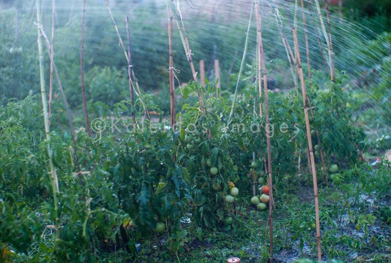 Arrosage;Eau;Fruits;Kaleidos;Kaleidos images;Plantes;Potager;Solanum lycopersicum;Tarek Charara;Tomates;Jardin