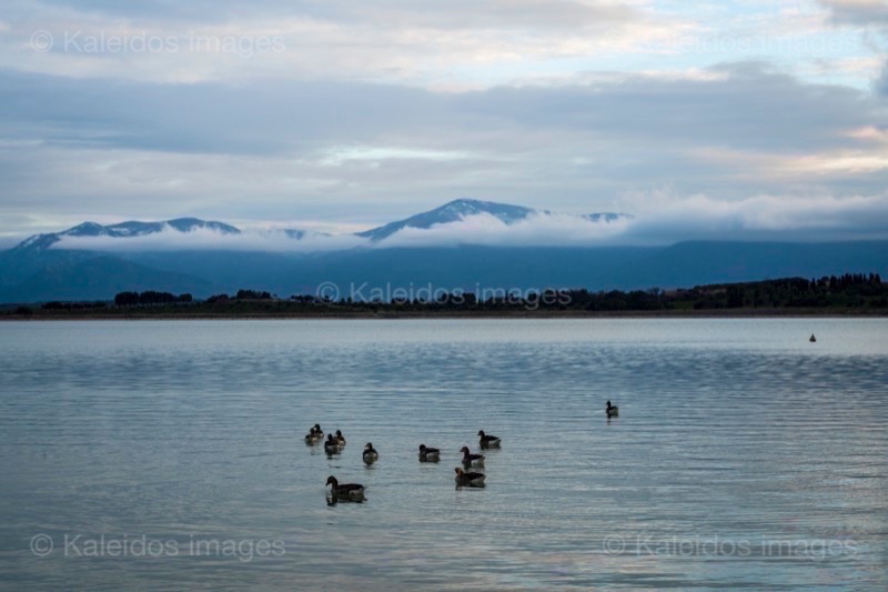 Albera;Ducks;France;Kaleidos;Kaleidos images;La parole à l'image;Lake of Villeneuve;Lake of Villeneuve de la Raho;Lakes;Landscapes;Pyrenees;Pyrénées-Orientales;Tarek Charara;Villeneuve-de-la-Raho