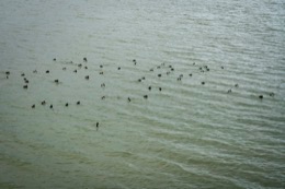 Aythya-fuligula;Canards;France;Fuligule-morillon;Fuligules-morillons;Kaleidos;Kaleidos-images;La-parole-à-limage;Lac-de-la-Raho;Lacs;Pyrénées-Orientales;Tarek-Charara;Morillon-huppé;Morillons-huppés