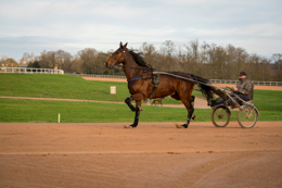 Domaine-de-Grosbois;Drivers;French-Trotters;Grosbois;Harness-racing;Horse;Horses;Kaleidos;Kaleidos-images;Marolles-en-Brie;Sulkies;Sulky;Tarek-Charara;Trot;Trotters;Trotting;Philippe-Allaire