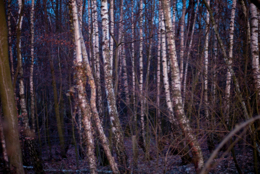 Betula;Birch;Evening;Forests;Kaleidos;Kaleidos-images;Landscapes;Tarek-Charara;Trees;Winter;Woods