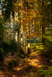 Autumn;Colors;Colours;Forests;Kaleidos;Kaleidos-images;Landscapes;Leaves;Tarek-Charara