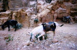 Tarek-Charara;La-parole-Ã -limage;UNESCO;World-Heritage;Donkeys;Petra;Jordan;Khazneh;Al-Khazneh
