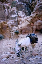Tarek-Charara;La-parole-Ã -limage;UNESCO;World-Heritage;Donkeys;Petra;Jordan;Khazneh;Al-Khazneh