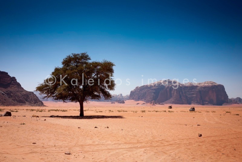 Deserts;La parole à l'image;Kaleidos images;Landscapes;Rocks;Tarek Charara;Trees