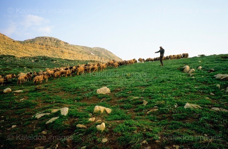 Kaleidos;Kaleidos images;La parole à l'image;Laklouk;Landscapes;Laqlouq;Lebanon;Man;Men;Moutons;People;Personnages;Ruminants;Sheep;Tarek Charara