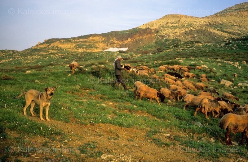 Dogs;Kaleidos;Kaleidos images;La parole à l'image;Laklouk;Landscapes;Laqlouq;Lebanon;Man;Men;Moutons;People;Personnages;Ruminants;Sheep;Tarek Charara