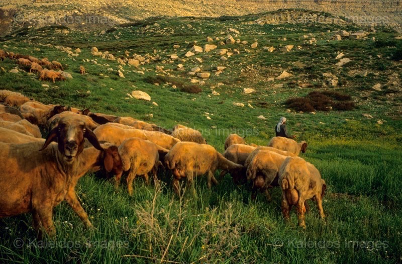 Kaleidos;Kaleidos images;La parole à l'image;Laklouk;Landscapes;Laqlouq;Lebanon;Man;Men;Moutons;People;Personnages;Ruminants;Sheep;Tarek Charara