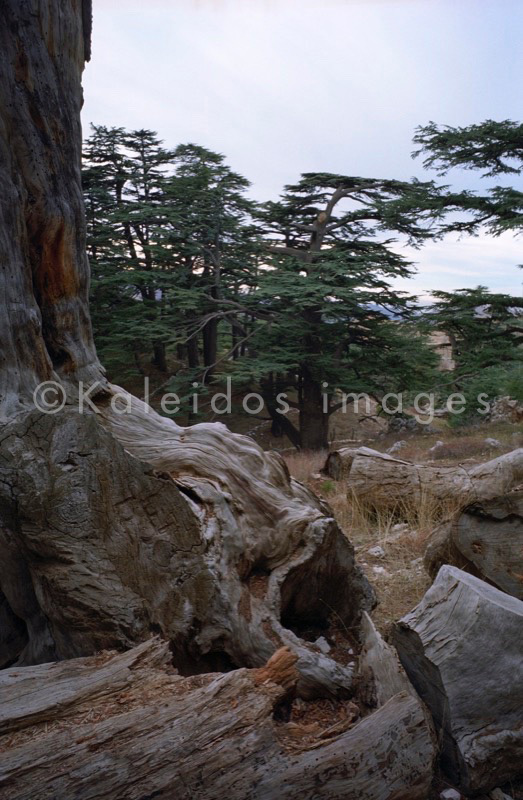 Al Arz;Bsharry;Cedrus libani;Cedar of Lebanon;Cedars of the Lord;Cedars of the Lord grove;Groves;La parole à l'image;Lebanese cedar;Lebanon;Kaleidos;Kaleidos images;Lebanon;Tarek Charara