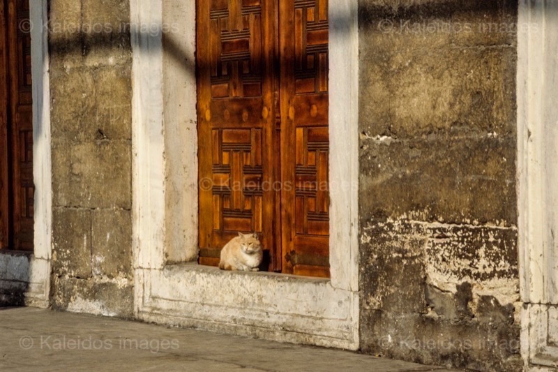 Cats;Constantinople;Doors;La parole à l'image;Philippe Guéry