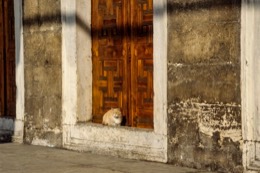 Cats;Constantinople;Doors;La-parole-à-limage;Philippe-Guéry