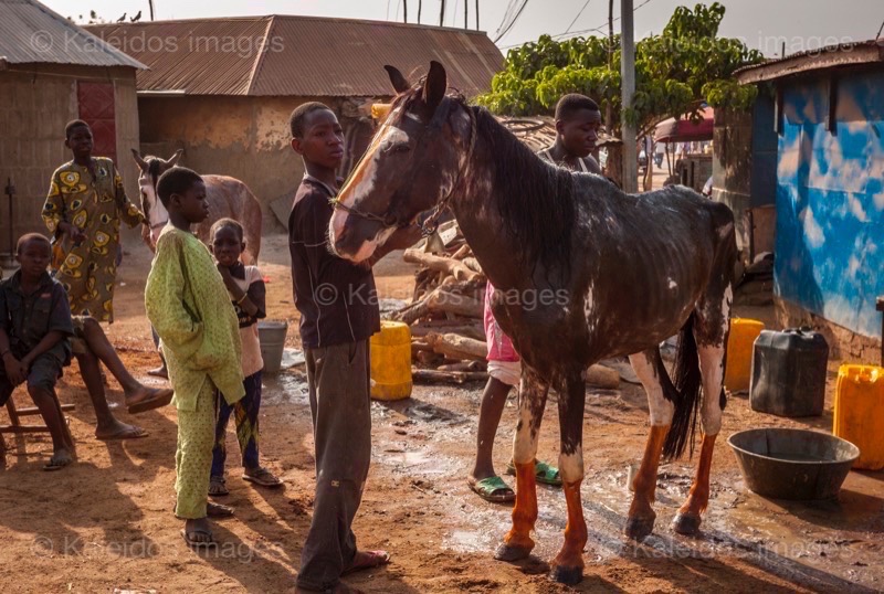 Afrique;Bénin;Cheval;Chevaux;Danda;Hommes;Kaleidos;Kaleidos images;La parole à l'image;Lavage;Nettoyage;Tarek Charara;Dongola