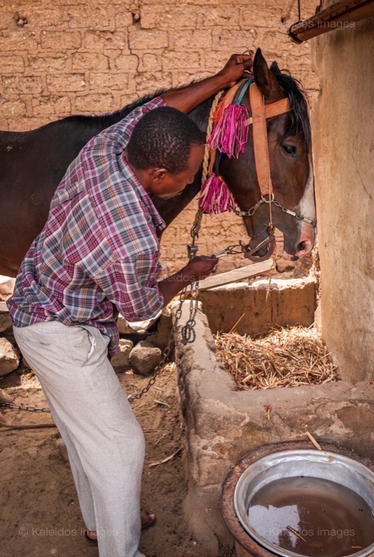 Africa;Benin;Danda;Horses;Kaleidos;Kaleidos images;La parole à l'image;Man;Men;Moussa Atta;Tarek Charara;Dongola